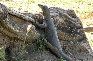Waran w Parku Narodowym Udawalawe