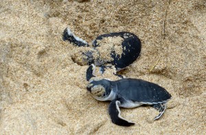 Małe żółwie, Sri Lanka